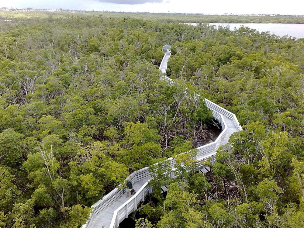 quyentr · CC BY 3.0 · https://commons.wikimedia.org/wiki/File:Anne_Kolb_Nature_Center_observation_tower_boardwalk_view_-_panoramio.jpg Anne Kolb Nature Center / West Lake Park, Hollywood