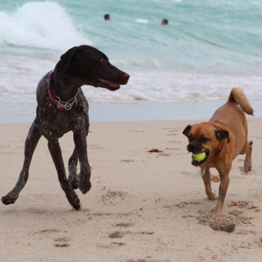 miamibeachfl.gov Bark Beach at North Beach Oceanside Park, Miami Beach (81st St)