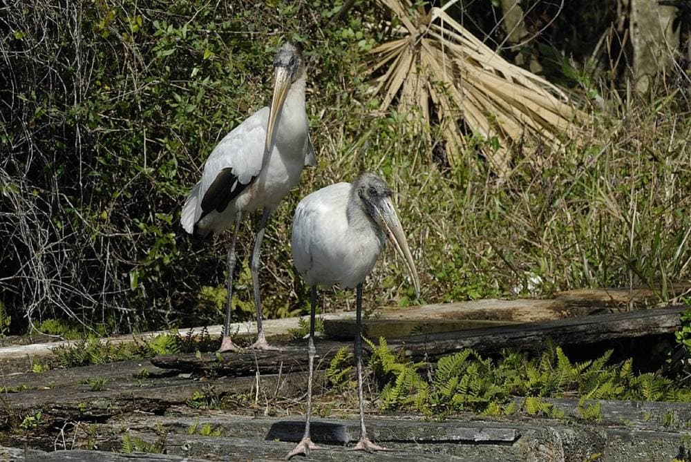 Hans Stieglitz · CC BY-SA 3.0 · https://commons.wikimedia.org/wiki/File:Florida-351.jpg Big Cypress National Preserve, Tamiami Trail
