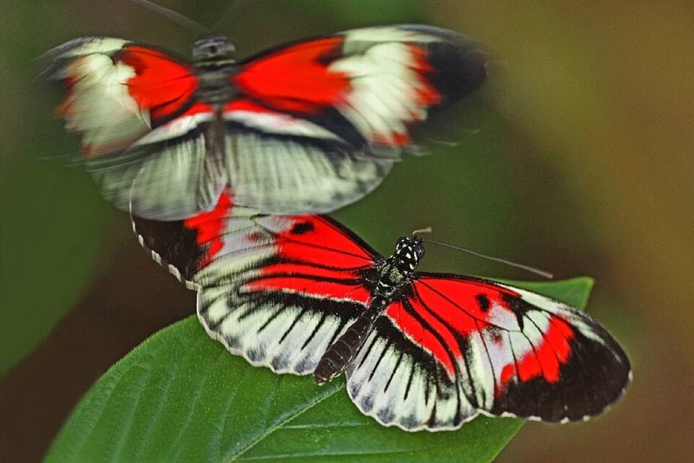 Judy Gallagher · CC BY 2.0 · https://commons.wikimedia.org/wiki/File:Piano_Key_-_Heliconius_melpomene,_Butterfly_World,_Coconut_Creek,_Florida_-_8368479257.jpg Butterfly World, Coconut Creek
