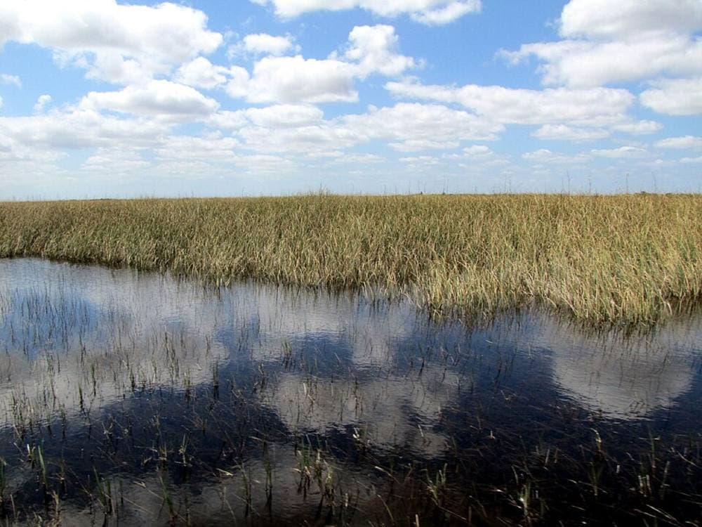 David Berkowitz from New York, NY, USA · CC BY 2.0 · https://commons.wikimedia.org/wiki/File:Everglades_fan_boat_toar_-_Cooper_Town_Airboat_Rides_and_Restauraut_-_Florida_(4549443199).jpg Everglades airboats, US-27 / Griffin Rd, 30–35 min west