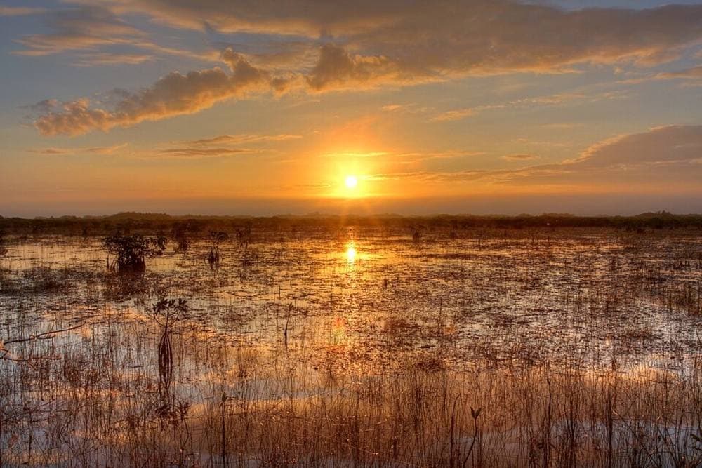 Everglades NPS from Homestead, Florida, United States · Public domain · https://commons.wikimedia.org/wiki/File:Sunset_over_the_River_of_Grass,_NPSphoto,_G.Gardner_(9255157507).jpg Everglades NP — Anhinga Trail (Royal Palm), Homestead