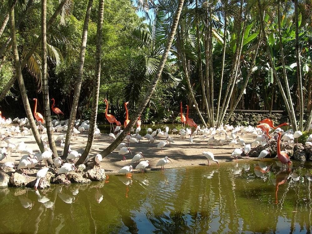 Dtobias · CC BY-SA 3.0 · https://commons.wikimedia.org/wiki/File:Flamingo-gardens.jpg Flamingo Gardens, Davie