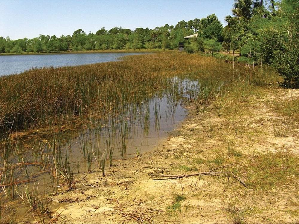 P. Valdés · CC BY 3.0 · https://commons.wikimedia.org/wiki/File:Habitat_of_Semiardistomis_viridis_(Say)_at_Grassy_Waters_Preserve,_West_Palm_Beach,_Florida,_USA_-_ZooKeys-210-019-g018.jpeg Grassy Waters Preserve, West Palm Beach