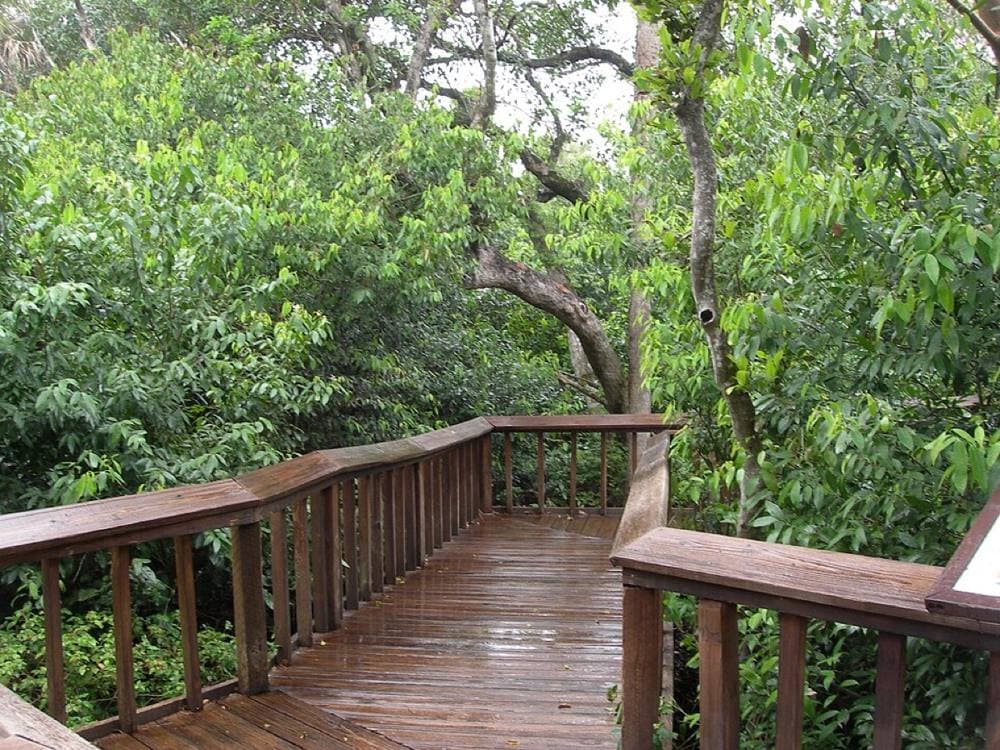 Dtobias · CC BY-SA 4.0 · https://commons.wikimedia.org/wiki/File:Gumbo-limbo-plank-trail.jpg Gumbo Limbo Nature Center & Red Reef Park, Boca Raton