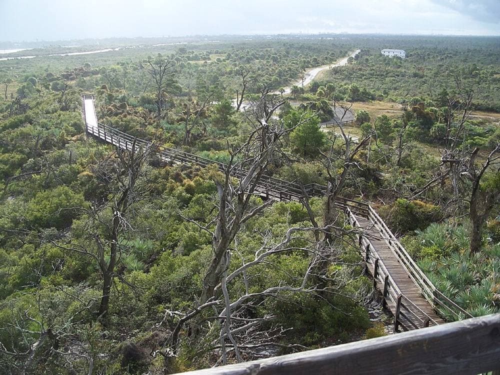 Ebyabe · CC BY-SA 3.0 · https://commons.wikimedia.org/wiki/File:Hobe_Sound_FL_Jonathan_Dickinson_SP_obs_tower_bdwk05.jpg Jonathan Dickinson State Park, Hobe Sound