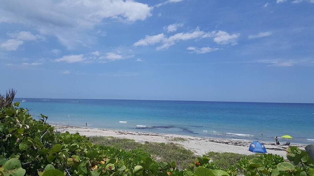 Abacoaseo · CC BY-SA 4.0 · https://commons.wikimedia.org/wiki/File:Ladder_38_%40_Dog_Beach_in_Jupiter,_Florida.jpg Jupiter Dog Beach, Jupiter