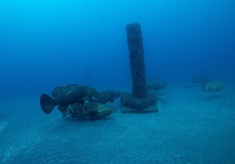 Geraldecarroll · CC BY-SA 3.0 · https://commons.wikimedia.org/wiki/File:GG_-1_Aggregation_at_Warriors_Reef.jpg Jupiter goliath grouper aggregation, Jupiter