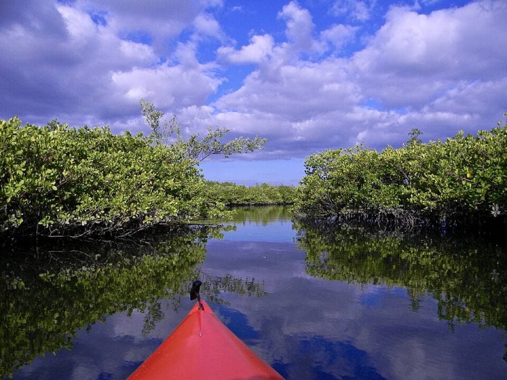 Bob Peterson from Fort Myers Beach, Planet Earth! · CC BY 2.0 · https://commons.wikimedia.org/wiki/File:Mangrove_Creek_-_Flickr_-_bob_in_swamp.jpg Loxahatchee NWR canoe trail & MacArthur Beach lagoon, Boynton Beach