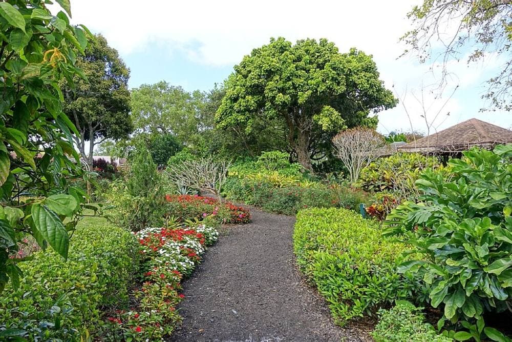 Daderot · CC0 · https://commons.wikimedia.org/wiki/File:Path_-_Mounts_Botanical_Garden_-_Palm_Beach_County,_Florida_-_DSC03608.jpg Mounts Botanical Garden, West Palm Beach