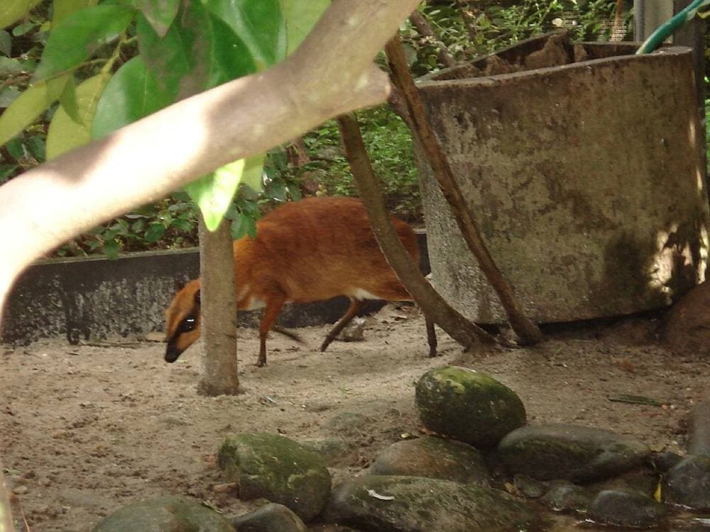(WT-de) Mistoffeles · CC BY-SA 4.0 · https://commons.wikimedia.org/wiki/File:Palm_Beach_Zoo_At_Dreher_Park-8.jpg Palm Beach Zoo & Cox Science Center, West Palm Beach