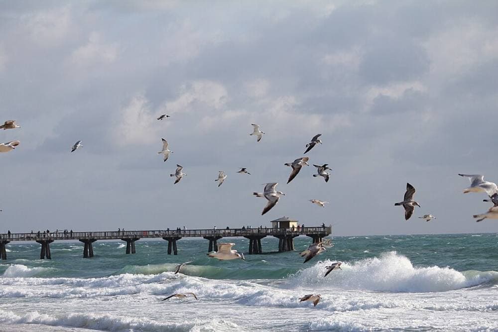 DaSpader · CC BY-SA 3.0 · https://commons.wikimedia.org/wiki/File:Pompano_Pier_-_panoramio_(1).jpg Pompano, Commercial Blvd, Vista Park & Dania piers, Dania Beach
