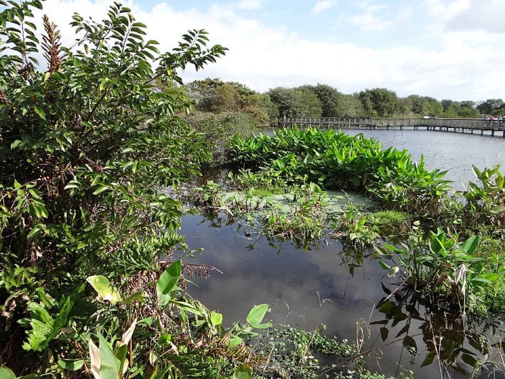 David Adam Kess · CC BY-SA 4.0 · https://commons.wikimedia.org/wiki/File:Wakodahatchee_Wetlands_pic.aaa9026.jpg Wakodahatchee & Green Cay Wetlands, Delray Beach / Boynton Beach