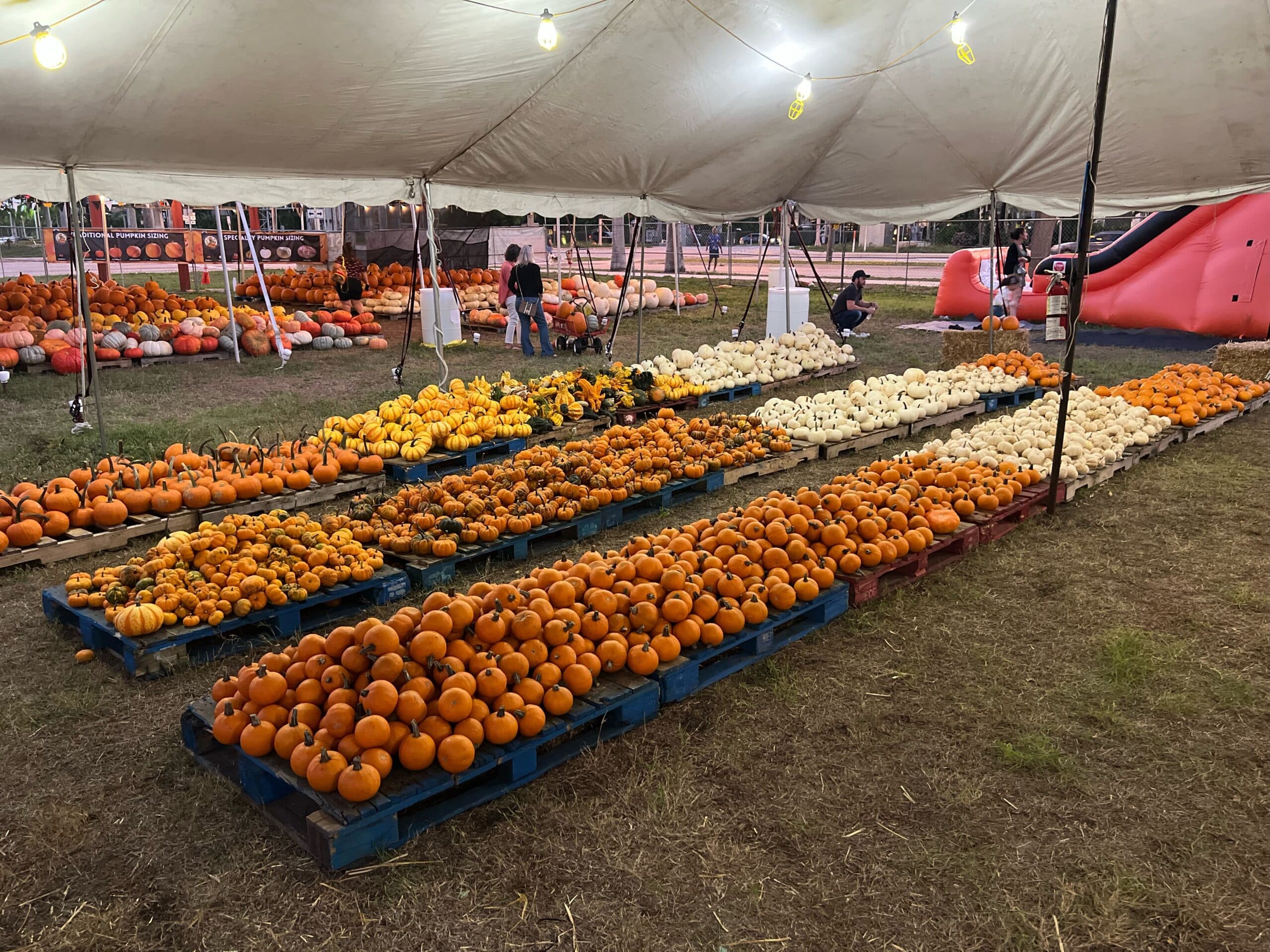 downtownwpb.com Mr. Jack O’ Lanterns Pumpkin Patch, West Palm Beach